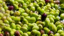 فوائد مرجان الزيتون