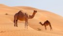 فوائد شحم الابل