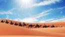 عدد المهاجرين الى الحبشة