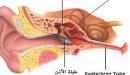 ماذا تسمى قناة استاكيوس