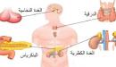 الغدد الصماء