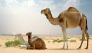 فوائد شحم سنام الجمل للشعر