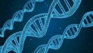 كيف يتم تحليل dna