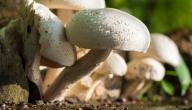كيفية زراعة المشروم
