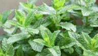 ما هي فوائد النعناع الأخضر