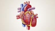 أبرز المعلومات عن القلب البشري