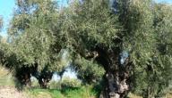 بحث عن شجرة الزيتون