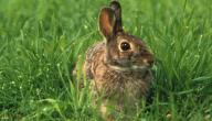 أين يعيش الارنب