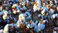 أكبر منتج للقطن في العالم
