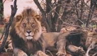 حياة الأسد