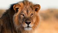 أين يعيش الأسد