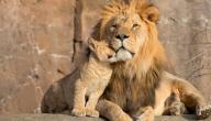 كيف يولد الأسد
