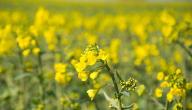 هل يعد زيت الكانولا زيت صحي؟