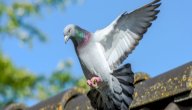 لهواة تربية الحمام: أفضل غذاء للحمام ونصائح تربيته في المنزل