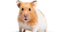 كل ما تود معرفته حول تربية الهامستر