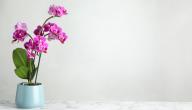 نبات الأوركيد: طريقة زراعته والعناية به
