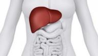 مكان الكبد بالجسم