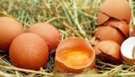 فوائد اكل البيض ني