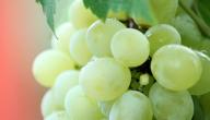 فوائد العنب الاخضر للرجيم