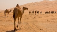 فوائد بول الناقه