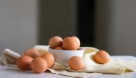 ما هي فوائد البيض لكمال الاجسام