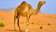 فوائد بول الابل للشعر الخفيف