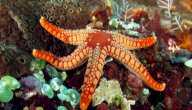 فوائد نجم البحر