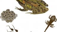 مراحل حياة الضفدع