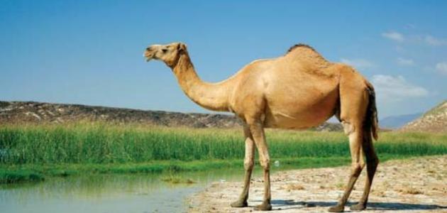 فوائد شحم الجمل للشعر