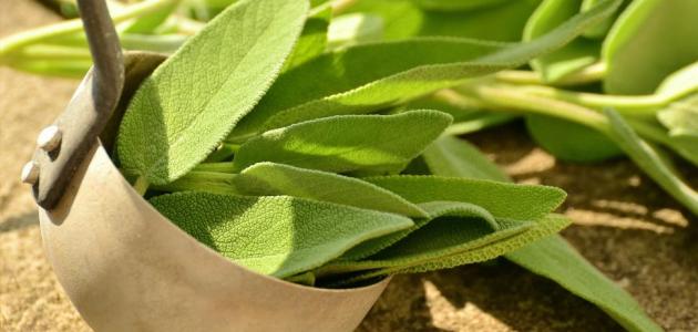 علاج لثة الاسنان بالاعشاب