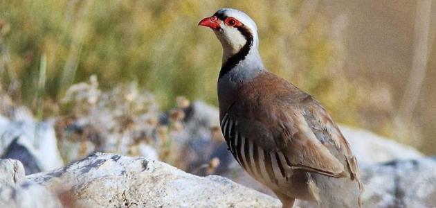 انواع طيور الصيد