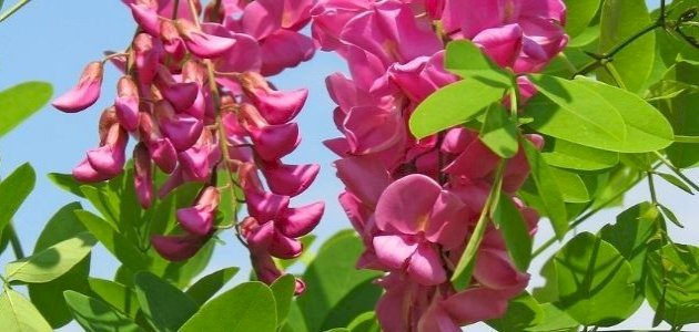نبات القرض: فوائد وأضرار