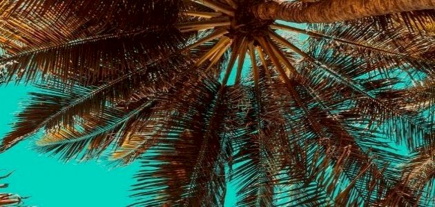 فوائد طلع النخل للعقم: هل هي حقيقة مثبتة علميا؟