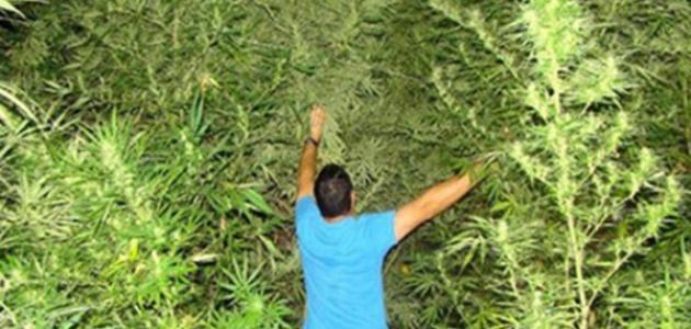 معلومات عن نبات البانجو وآثاره السلبية