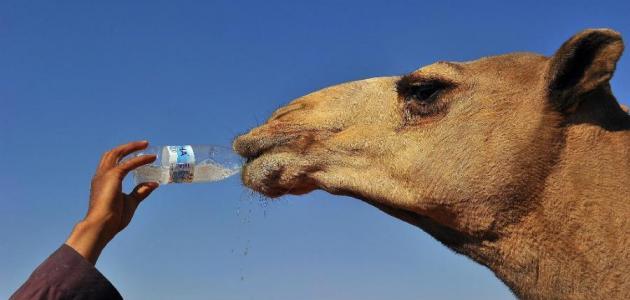 هل يجوز شرب بول الابل