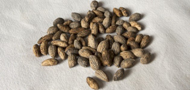 فوائد نواة الزيتون
