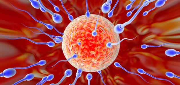 علاج ضعف الحركة عند الرجل