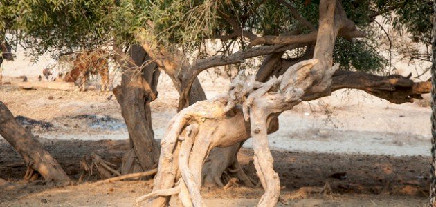 كيفية زراعة شجرة الاراك