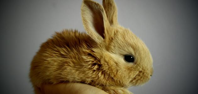 ما هو اسم صغير الارنب