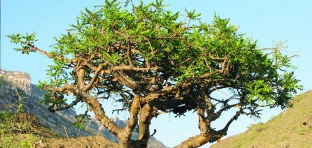 فوائد شجرة اللبان