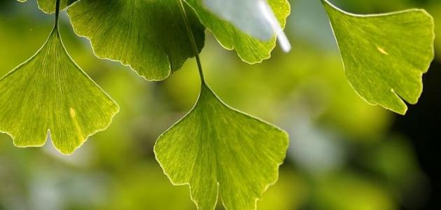 علاج نقص هرمون النمو بالاعشاب