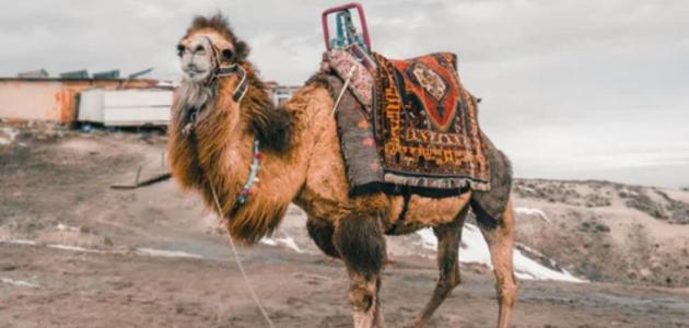 السياحة في المملكة العربية السعودية