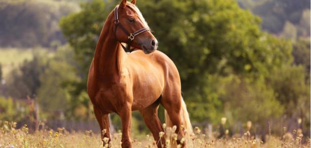 أجمل ما قيل عن الخيل
