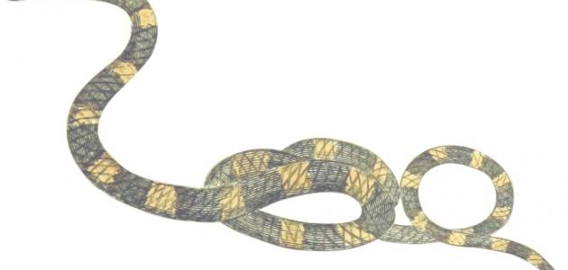 أين توجد حاسة الشم عند الثعبان