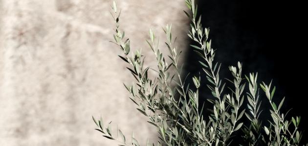 ماهي أضرار زيت الزيتون