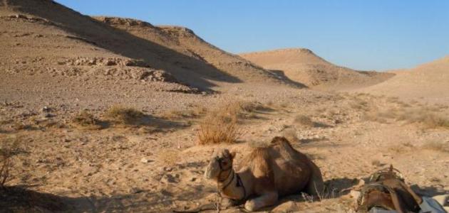 أكبر مدن صحراء النقب
