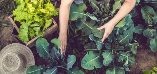 استخدام إطارات السيارات في الزراعة