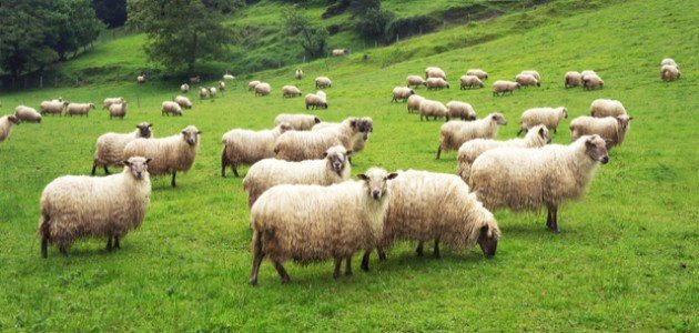 مذاهب الفقهاء في حكم الأضحية