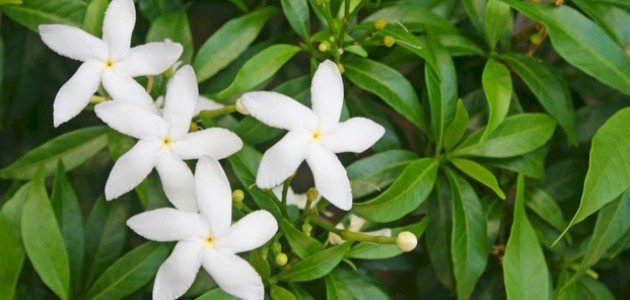 إليك أسهل الطرق لزراعة الياسمين في المنزل