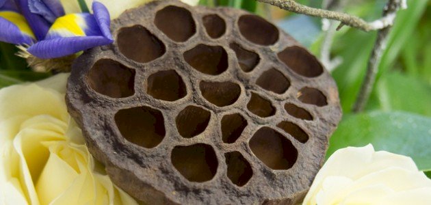 كل ما تود معرفته حول فوبيا النخاريب